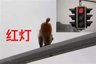 錯把猴屁股當紅燈…女駕駛急煞遭追撞