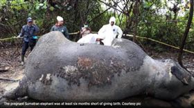 大象,懷孕,印尼,蘇門答臘,毒殺,中毒,棕欖油種植園　圖／翻攝自nst.com