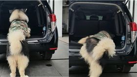 後車廂,上車,毛孩,汪星人,雪橇犬　圖／翻攝自ig