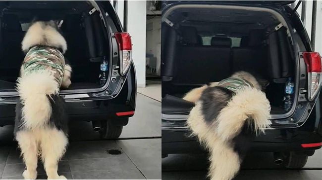 雪橇犬爬不進後車廂　網：吃太多了齁