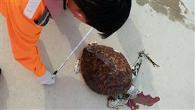 澎湖驚見海龜吐血死亡 海巡痛心：請帶走垃圾