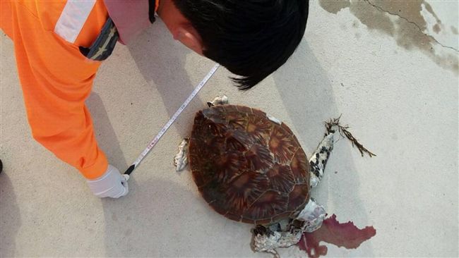 海龜誤食吐血死亡　海巡籲：帶走垃圾