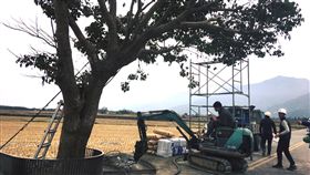 金城武樹病了　樹醫生外科手術救治（2）台東池上名樹「金城武樹」最近出現部分樹枝枯萎現象，經樹醫生判斷是因土壤堅硬乾燥影響生長，出動機具敲除樹根處部分水泥，盼大樹早日恢復健康。（江慧卿提供）中央社記者盧太城台東傳真  106年12月27日