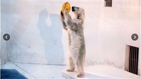 熊本震後沒人來　北極熊Maruru重覆做這件事（圖／翻攝自朝日新聞）