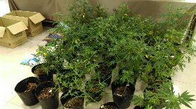 英語老師公寓種大麻　自製自售遭警逮（