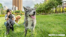 毛小孩,流浪狗,寵物友善餐廳,訓練,台中,咖啡廳,領養,狗,中途之家（圖／攜旺cafe提供）