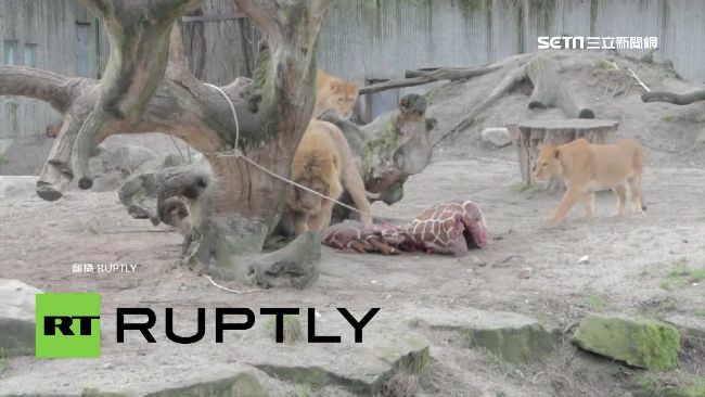 動物園突發奇想　募集家中寵物餵獅子