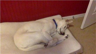 夢到在跳水？狗狗的怪睡姿讓主人笑翻