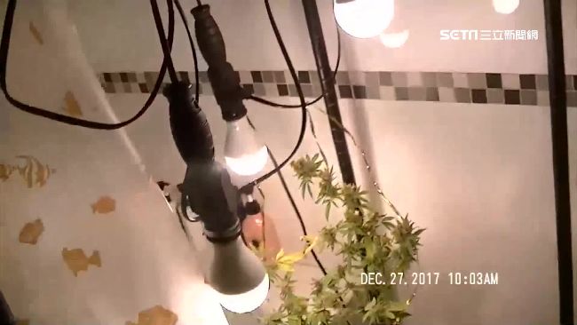 嫌教書賺太慢　外籍師種大麻自製自售