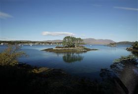 蘇格蘭,火焰貝,英國,生物,環境保護,海洋保護區　圖／翻攝自鏡報