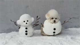 狗,雪,瑪爾濟斯,雪人,冰雪奇緣,棉花糖,冬天（圖／翻攝自hazelnut_dog IG）