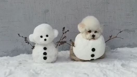 狗狗萌扮雪人　網友：我也想要一隻！