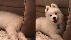 毛孩,狗,沙發,捉迷藏,躲貓貓　圖／翻攝自ＩＧ