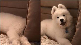 捉迷藏躲這裡　呆萌薩摩耶瞬間被抓到