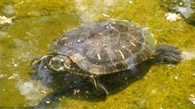 1萬多名小學生以為烏龜是十二生肖之一。（圖／翻攝維基百科）