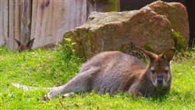 kangaroo,袋鼠(pixabay)