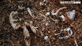 戰地記者的相機　揭盜獵非洲象的真相／左思右想行銷提供