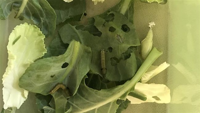 「太勵志了吧！」　菜蟲養大變這樣