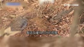 韓狠爸謊稱女失蹤 原來早與情婦