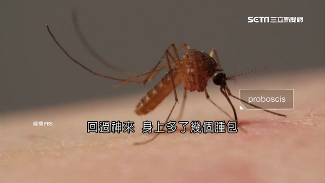 蚊子暗夜吸血攻擊　原來最愛「O型」