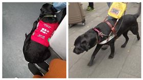 導盲犬 合成圖／翻攝自臉書社團「巴打絲打facebook Club」、資料照