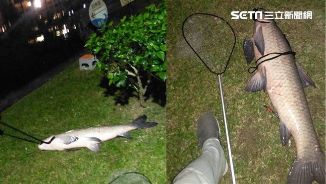 碧湖公園釣到巨魚　網曝恐怖都市傳說
