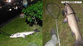 碧湖公園釣到巨魚　網曝恐怖都市傳說