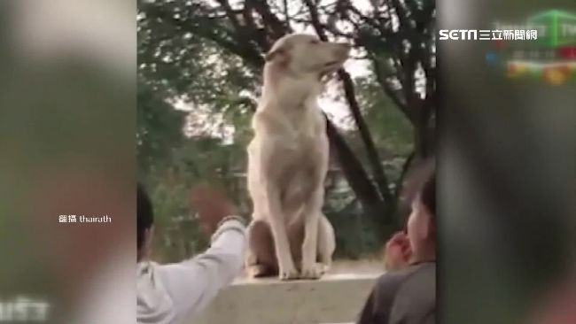泰國現淡定神犬　居高臨下民眾搶握手