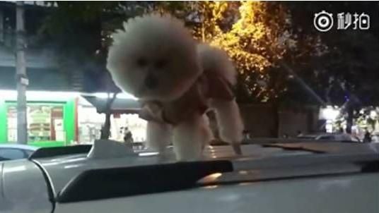 客人怕狗…店家竟把狗狗放車頂一整天