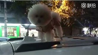 客人怕狗…店家竟把狗狗放車頂一整天