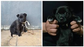 四極,環島,小黑狗,毛小孩,寵物,打包,元旦,新年