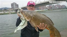 ▲90公分的大鯉魚就在你我遊憩的大佳河濱公園。（圖／記者林辰彥攝影）
