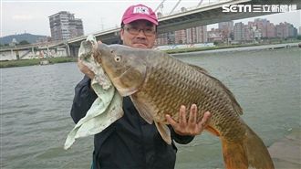 獨家／碧湖烏鰡不稀奇　大魚常在市區