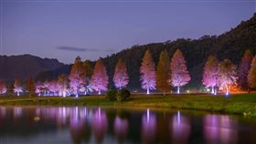 墓園落羽松配燈光　遊客夜衝熱門點（圖／攝影師石世民提供）