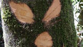 霞喀羅,新竹,古道,步道,賞楓,樹木,樹皮,破壞,刀割,林管處,人為 （圖／翻攝自爆料公社）