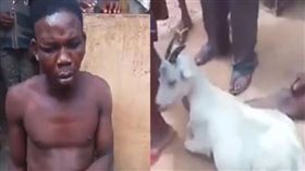 奈及利亞一名男子性侵母山羊，遭全村民圍剿。（圖／翻攝The Sun）