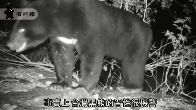 台灣黑熊闖養蜂場偷蜂蜜　蜂農超興奮