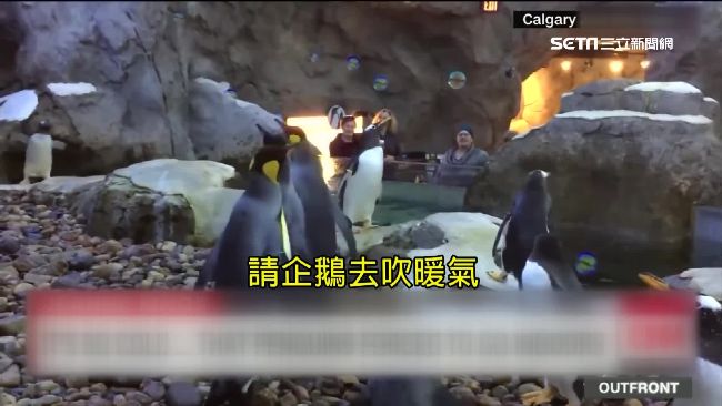 不只人類冷到窒息　企鵝竟也要吹暖氣