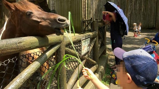 六福村馬咬1歲童　家長狂打馬臉救援
