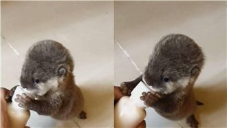 水獺喝奶推開主人　宣佈「我長大啦」