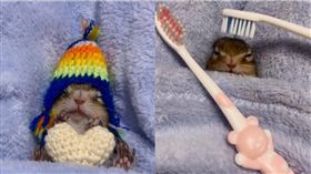 松鼠,牙刷,梳頭,按摩,享受,寵物　圖／翻攝自ig