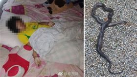 泰國素叻他尼府有一名70歲阿嬤叫孫女起床時，發現孫女巴帕薇身體都僵硬已經死亡，警方接獲報案到場後，發現一條超過2公尺長的眼鏡蛇在床邊，初估研判巴帕薇被眼鏡蛇咬死。（圖／翻攝自微博）
