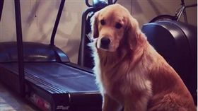  黃金獵犬跑跑步機，幾秒後開始耍賴。（圖／翻攝自meetmaya Instagram）