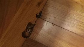 香港,地板,防漏,屍臭味,整修,滲水,裝修（圖／翻攝自連登討論區）https://lihkg.com/thread/513578/page/1