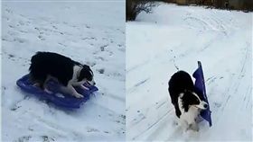 滑雪,狗,毛孩,玩雪,雪橇　圖／翻攝自ig