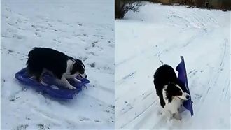 自己咬雪橇滑下雪丘！汪星人超愛滑雪