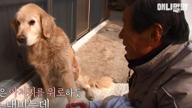 愛犬腫瘤離世　主人捐眼角膜遺愛世間