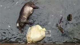 新竹縣新豐火車站排水溝出現死豬／新竹爆料公社