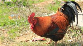 公雞、雞
（圖／翻攝自百度百科）