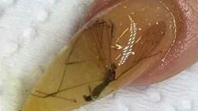 昆蟲屍體別亂丟　DIY就成「美甲」